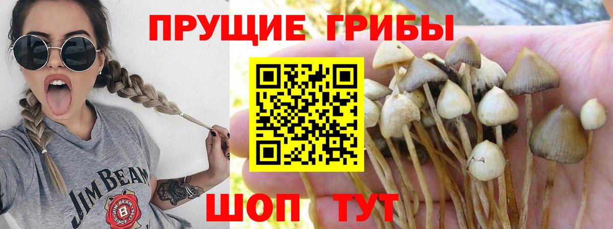Галлюциногенные грибы Magic Shrooms  Майкоп 